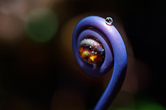 A water droplet precariously balanced on a young fern